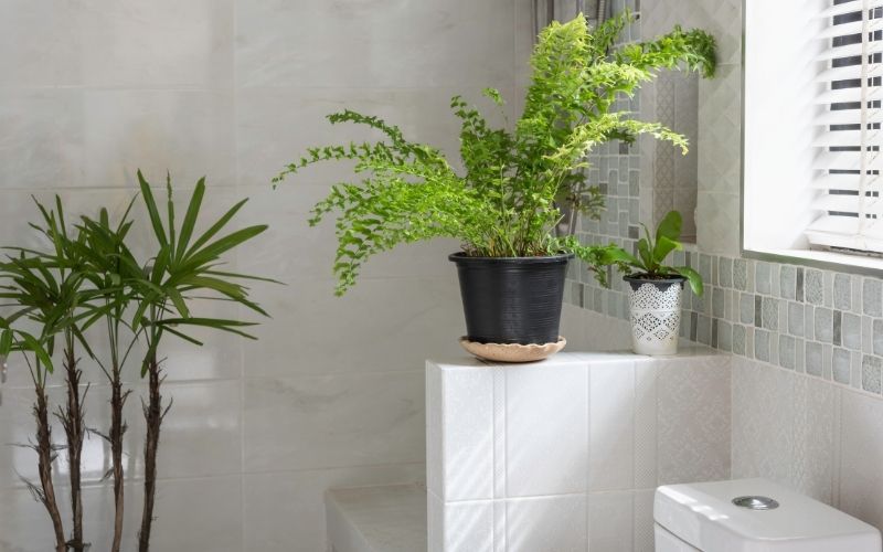 dùng cây xanh trang trí nhà tắm