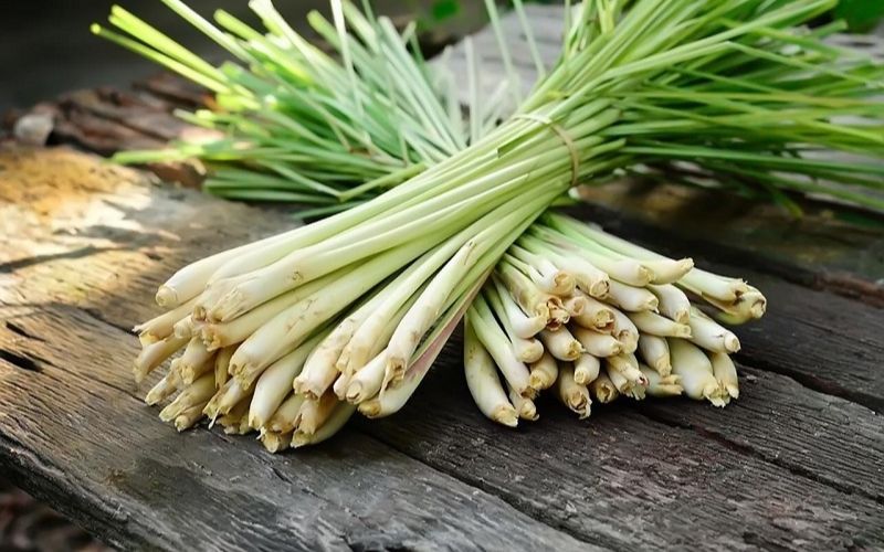 sử dụng cây sả
