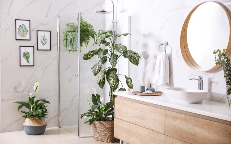 tạo điểm nhấn bằng cây lớn