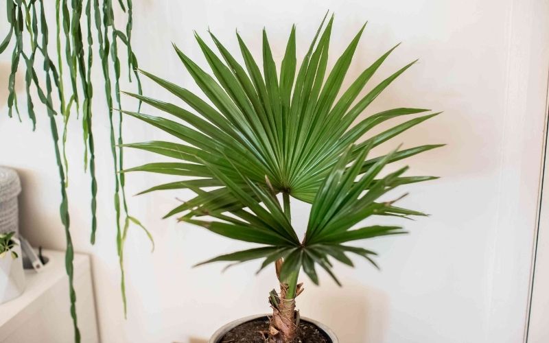 cây cọ