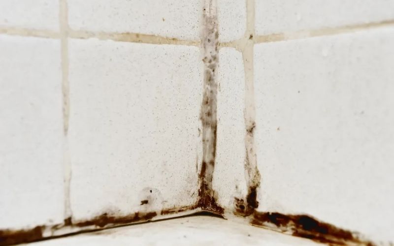 Nấm mốc đen nhà vệ sinh