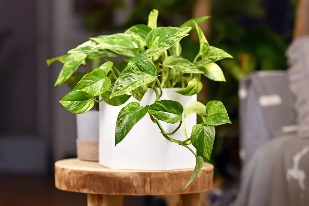 Cây trồng trong nhà tắm