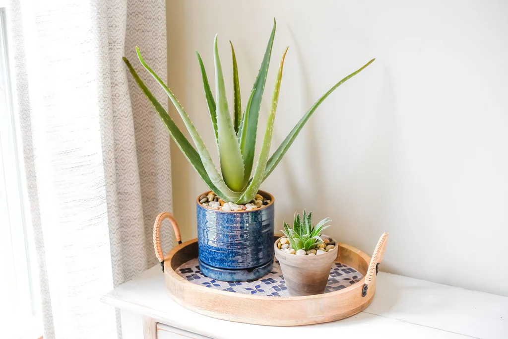 cây trồng nhà vệ sinh