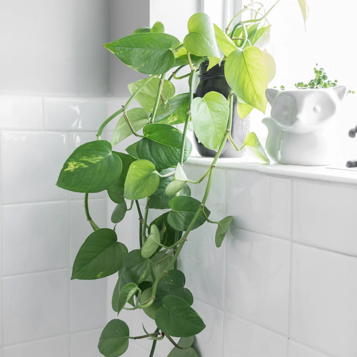 cây trồng nhà vệ sinh