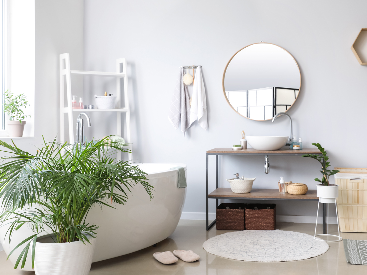 cây trồng nhà vệ sinh