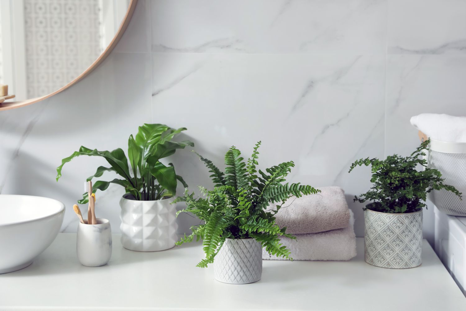 cây trồng nhà vệ sinh